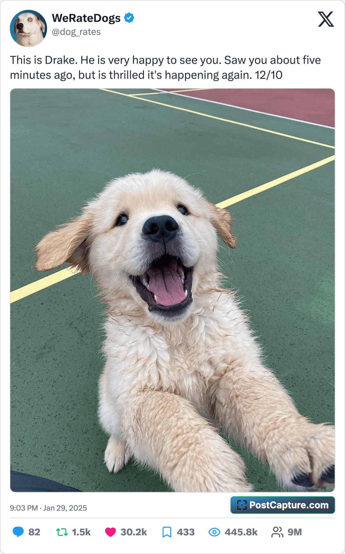 PostCapture Twitter Screenshot - @dog_rates: This is Drake. He is very happy to see you. Saw you about five minutes ago, but is thrilled it's happening again. 12/10!